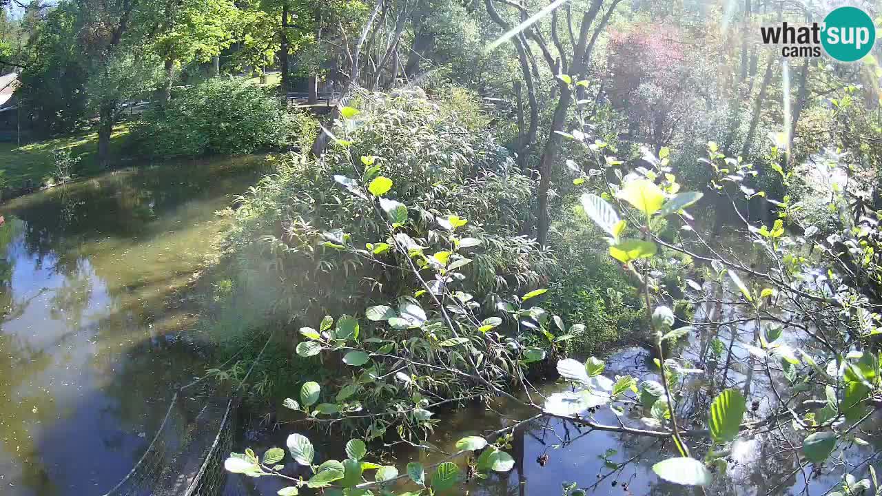 Südlicher Gelbwangen-Schopfgibbon Zoo Ljubljana webcam