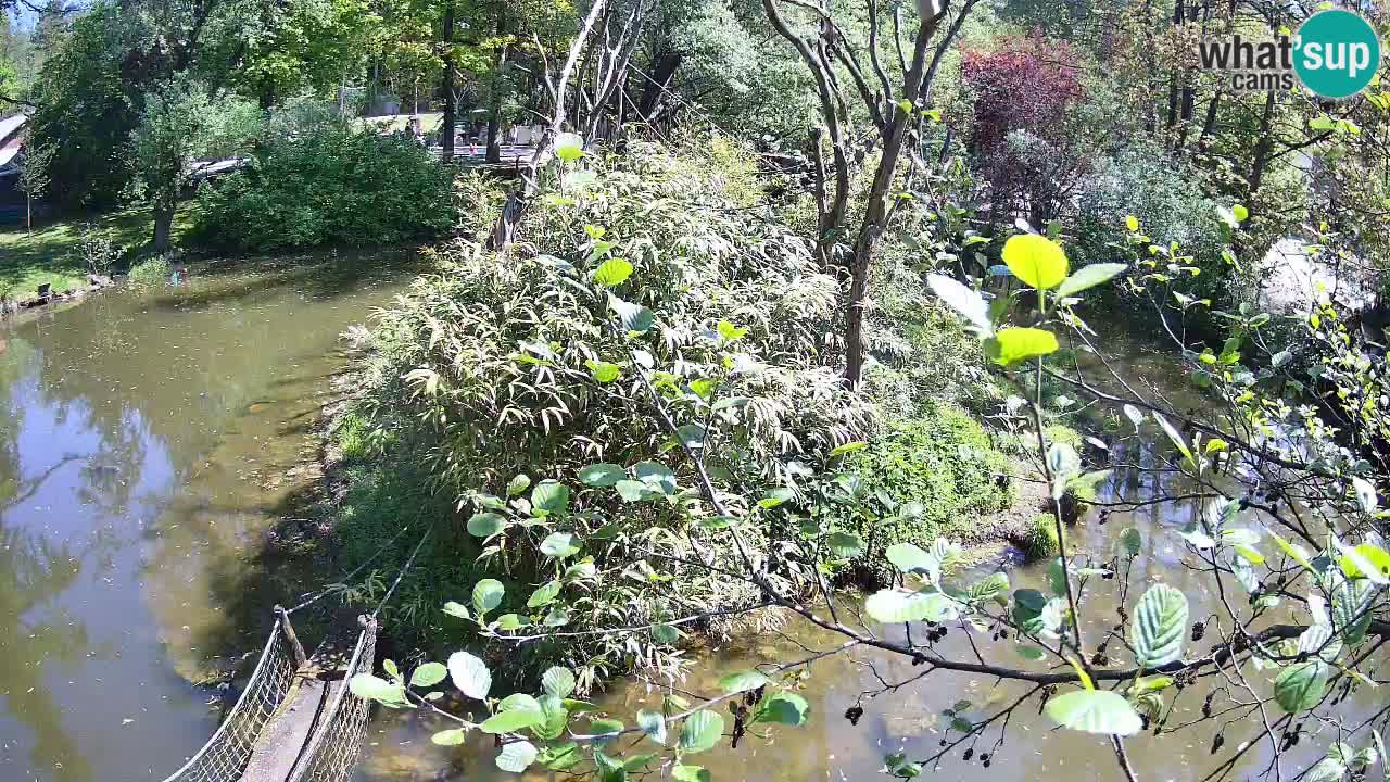 Gibbon à joues jaunes Zoo Ljubljana live cam