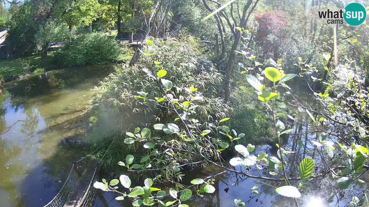 Südlicher Gelbwangen-Schopfgibbon Zoo Ljubljana webcam