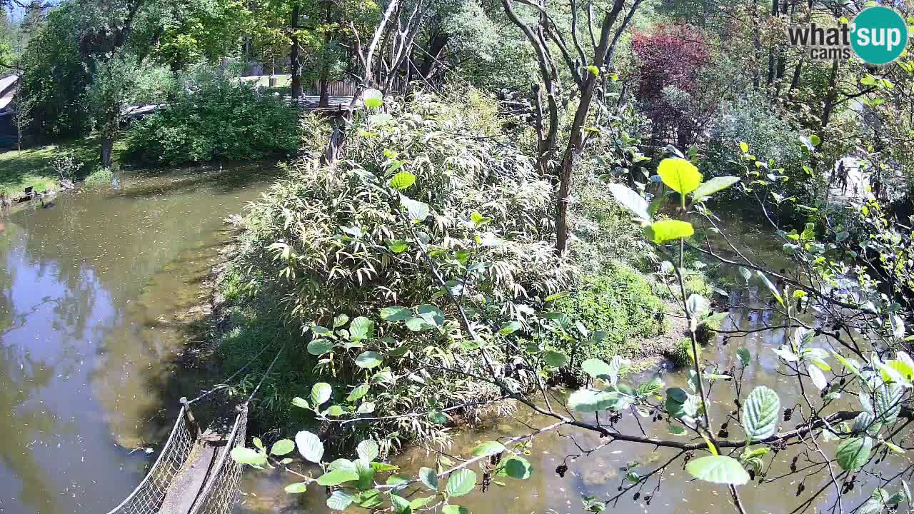 Gibón de mejillas beige Zoo Ljubljana