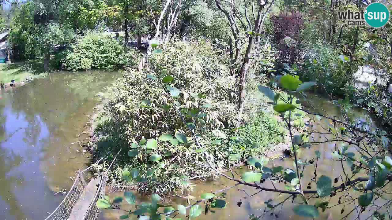 Südlicher Gelbwangen-Schopfgibbon Zoo Ljubljana webcam