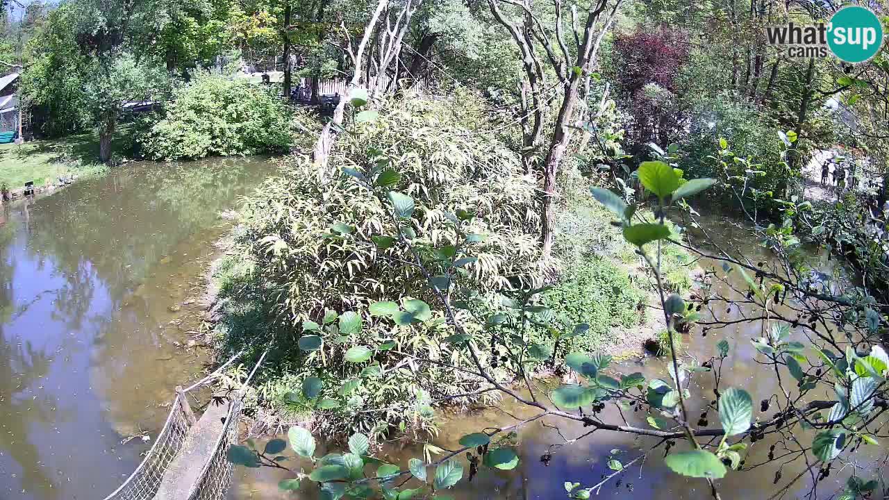 Gibon – Nomascus gabriellae – Zoo Ljubljana web kamera