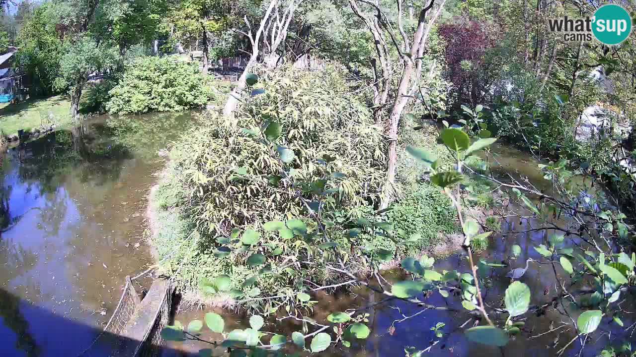 Gibon – Nomascus gabriellae – Zoo Ljubljana web kamera