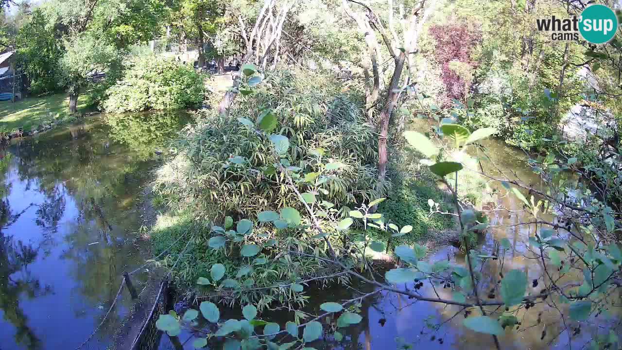 Gibon – Nomascus gabriellae – Zoo Ljubljana web kamera