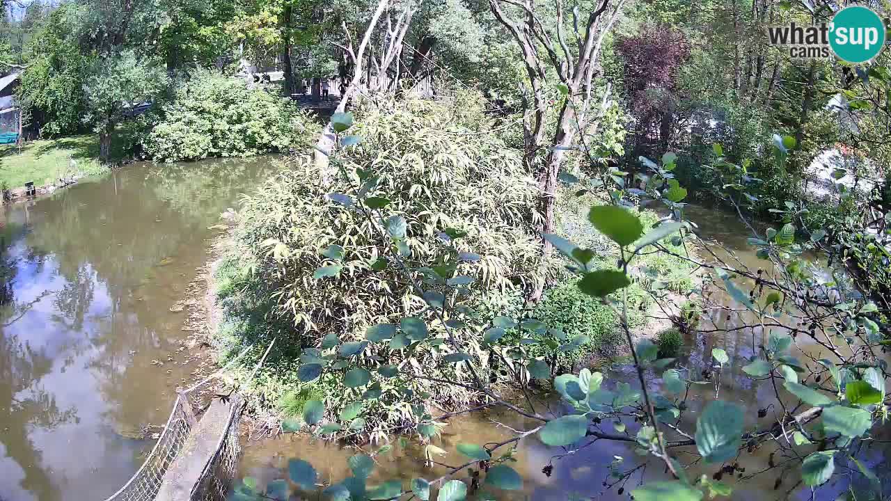 Gibón de mejillas beige Zoo Ljubljana