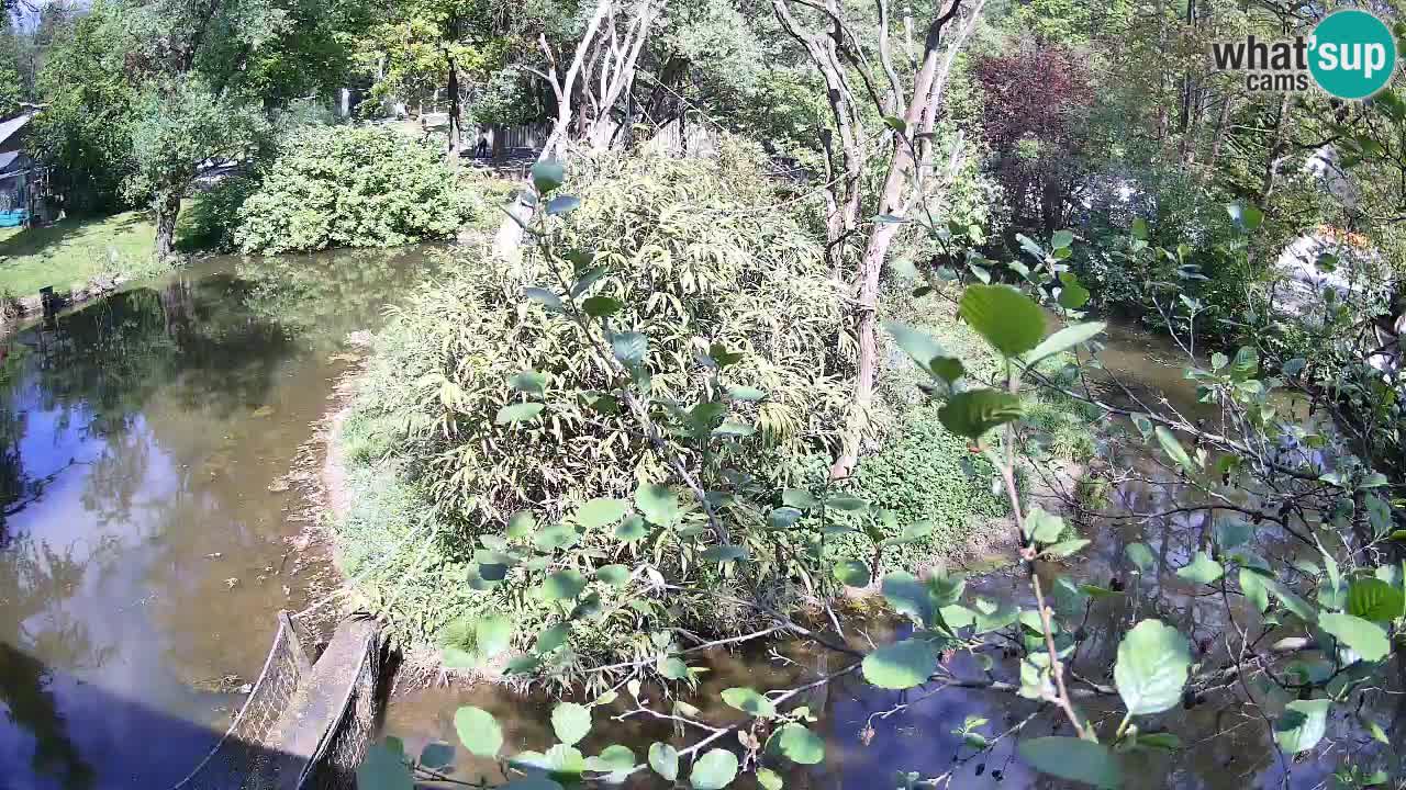 Zlatolični gibon živalski vrt Ljubljana