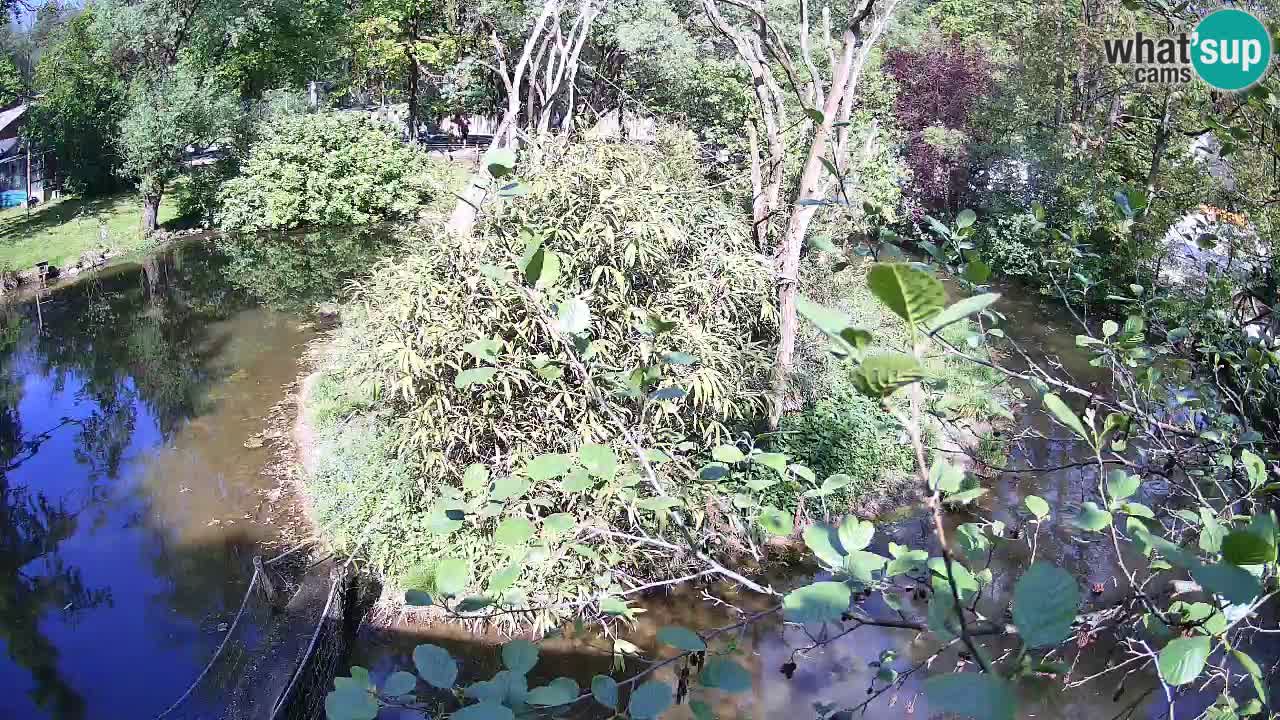 Gibón de mejillas beige Zoo Ljubljana