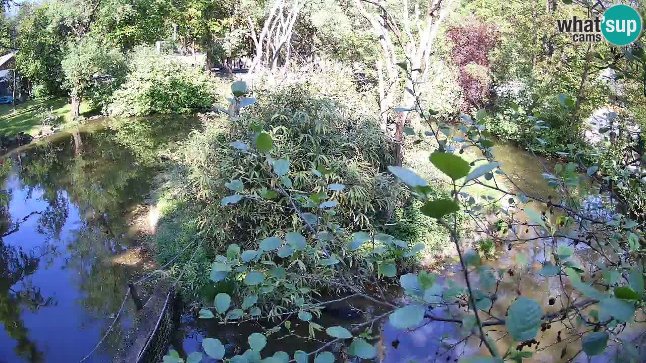 Yellow-cheeked gibbon Zoo Ljubljana livecam