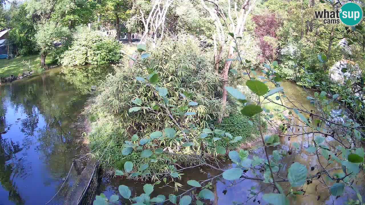 Gibon – Nomascus gabriellae – Zoo Ljubljana web kamera