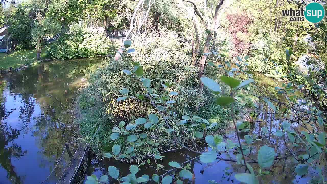 Gibón de mejillas beige Zoo Ljubljana