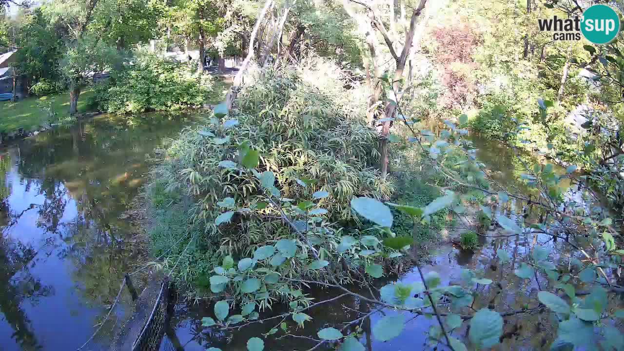 Gibon – Nomascus gabriellae – Zoo Ljubljana web kamera