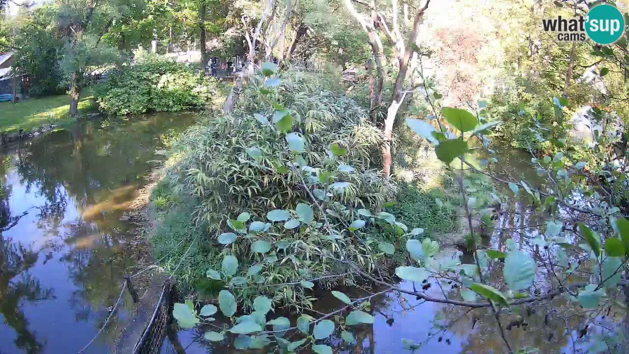 Gibbone dalle guance rosa nello ZOO di Ljubljana