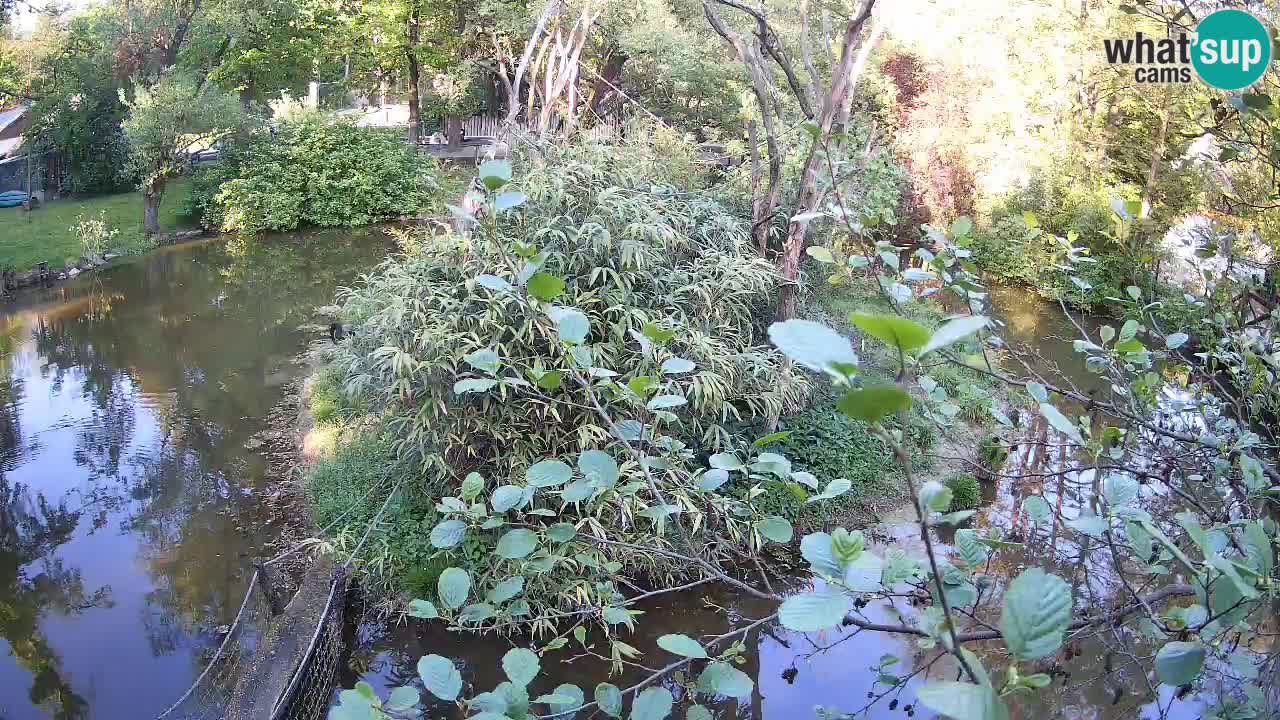 Gibon – Nomascus gabriellae – Zoo Ljubljana web kamera