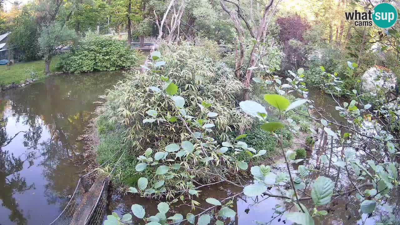 Gibbone dalle guance rosa nello ZOO di Ljubljana