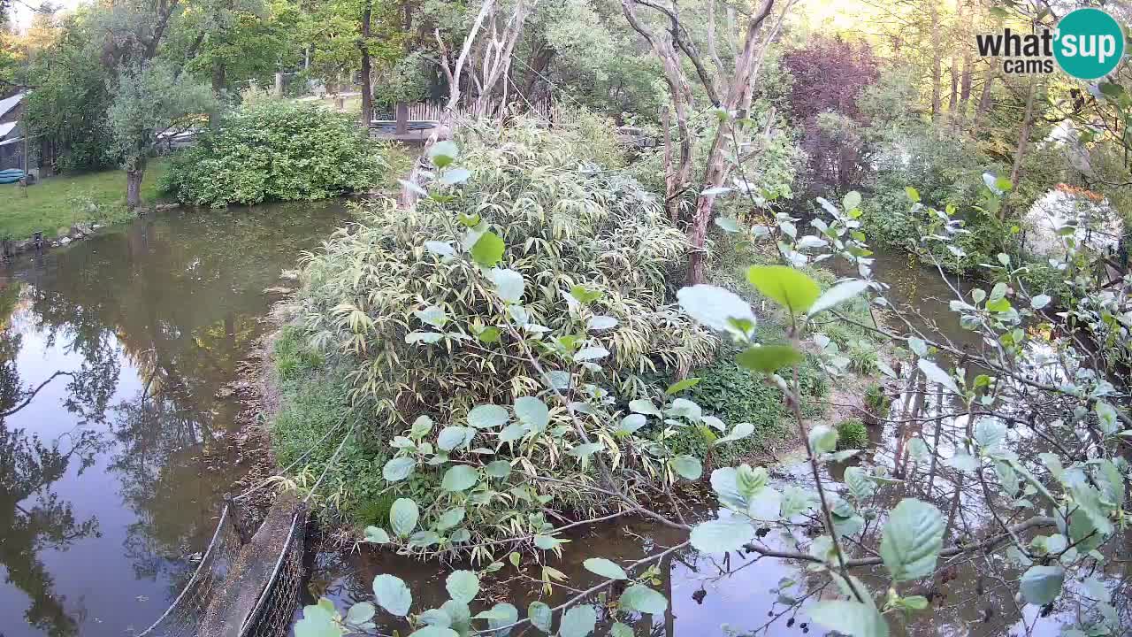 Gibbone dalle guance rosa nello ZOO di Ljubljana