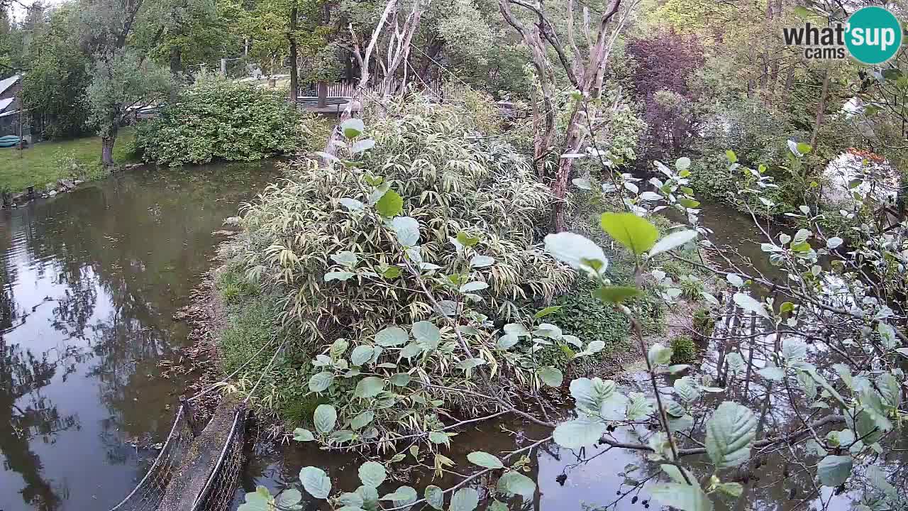 Gibon – Nomascus gabriellae – Zoo Ljubljana web kamera