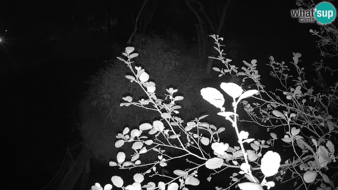 Gibbone dalle guance rosa nello ZOO di Ljubljana