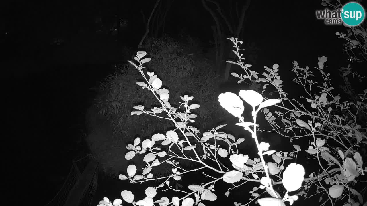 Gibbone dalle guance rosa nello ZOO di Ljubljana