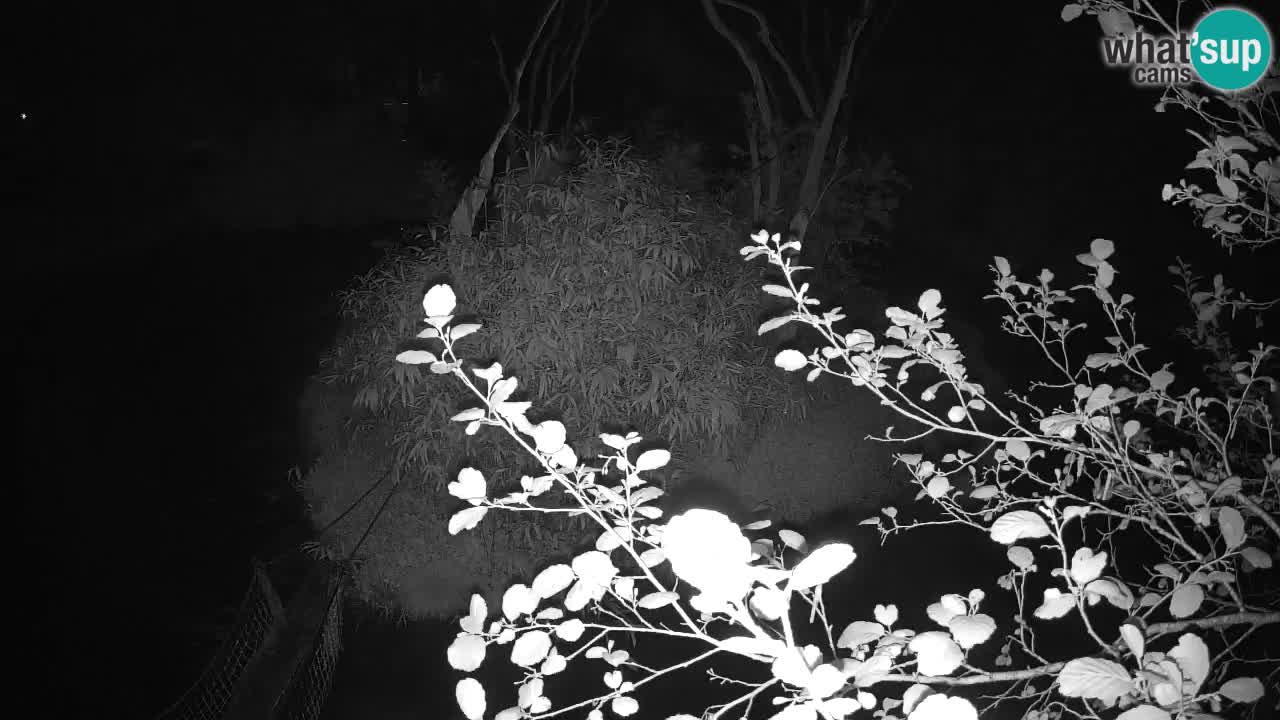 Yellow-cheeked gibbon Zoo Ljubljana livecam