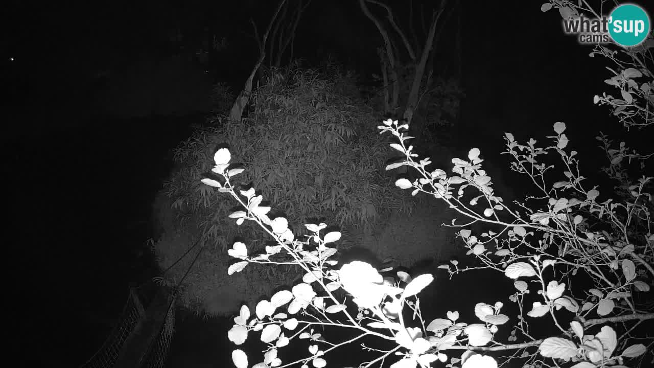 Gibón de mejillas beige Zoo Ljubljana