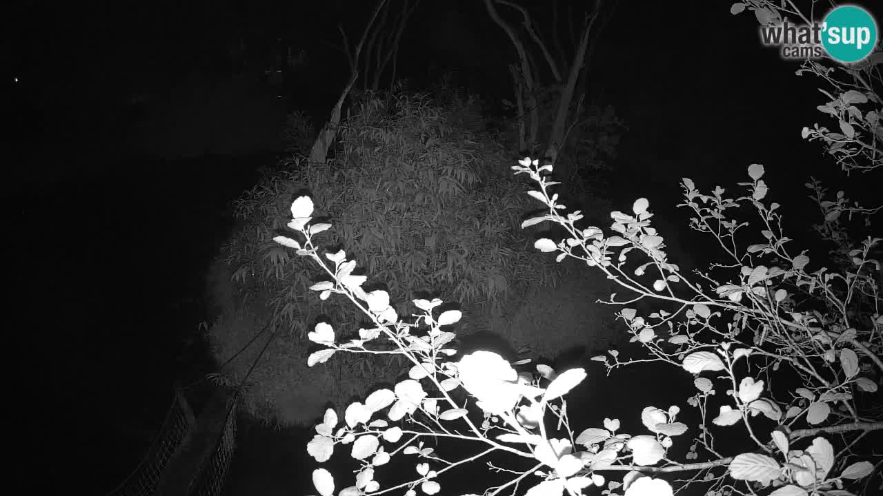 Gibón de mejillas beige Zoo Ljubljana