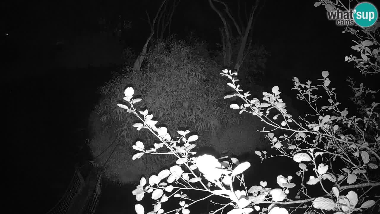 Gibón de mejillas beige Zoo Ljubljana