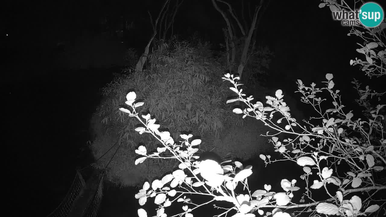 Südlicher Gelbwangen-Schopfgibbon Zoo Ljubljana webcam