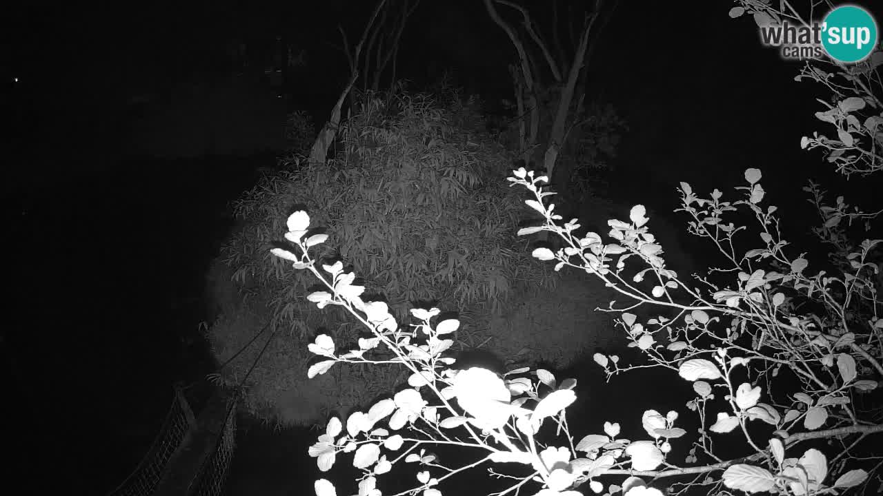 Gibbone dalle guance rosa nello ZOO di Ljubljana