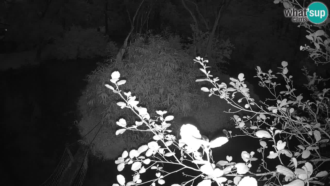 Yellow-cheeked gibbon Zoo Ljubljana livecam