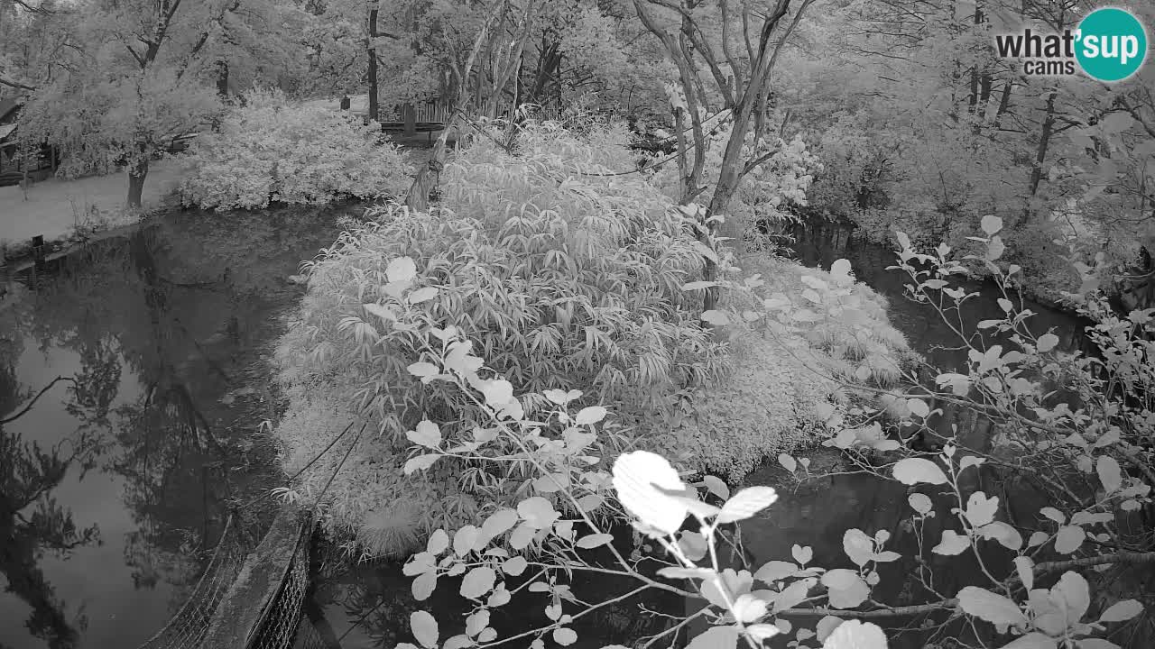 Zlatolični gibon živalski vrt Ljubljana