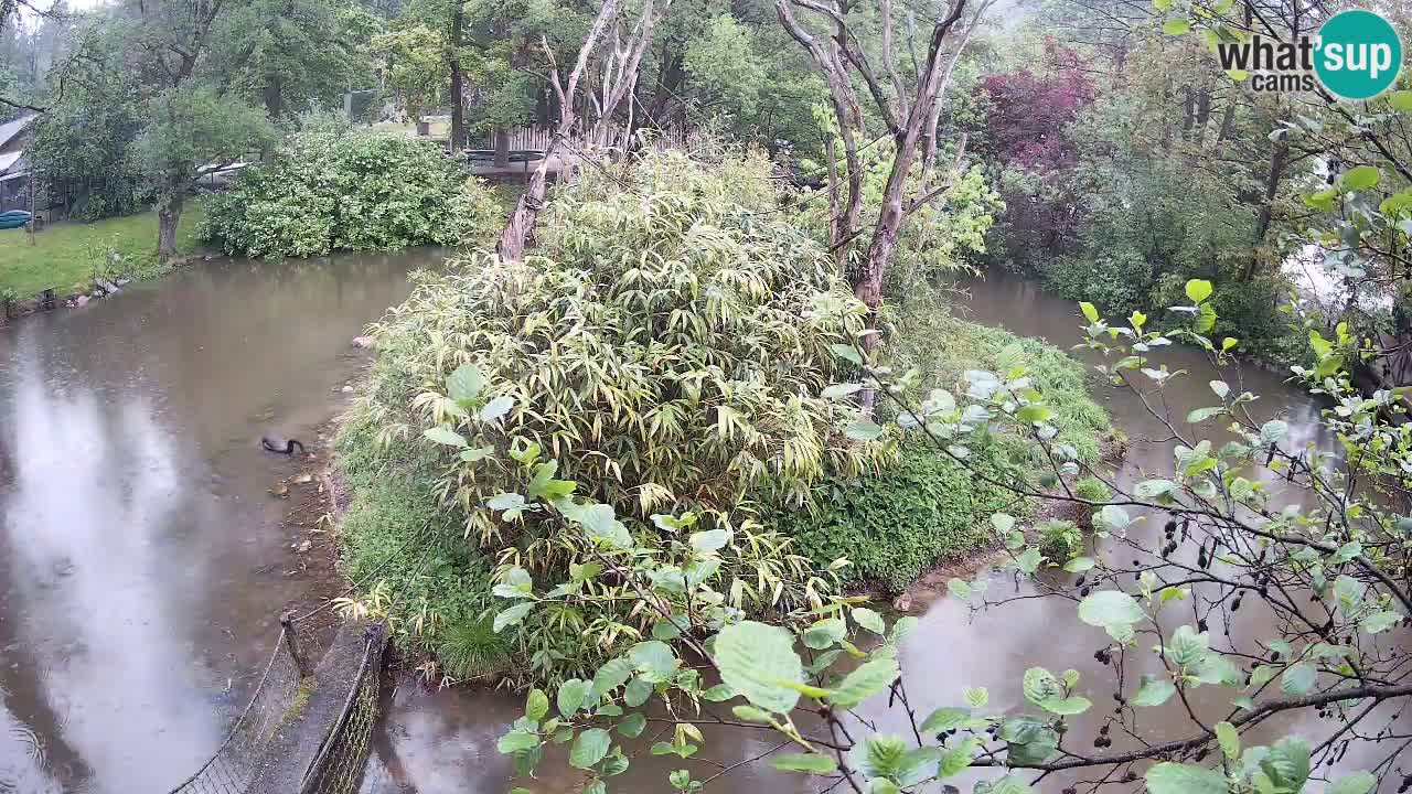 Yellow-cheeked gibbon Zoo Ljubljana livecam