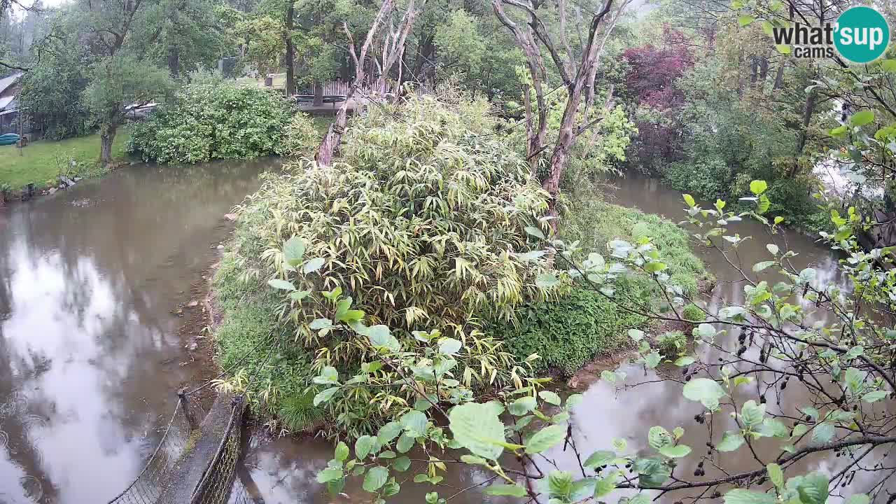 Zlatolični gibon živalski vrt Ljubljana