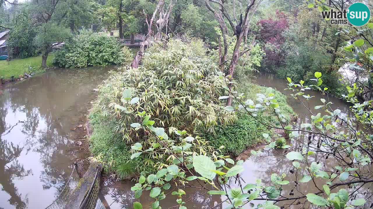 Yellow-cheeked gibbon Zoo Ljubljana livecam