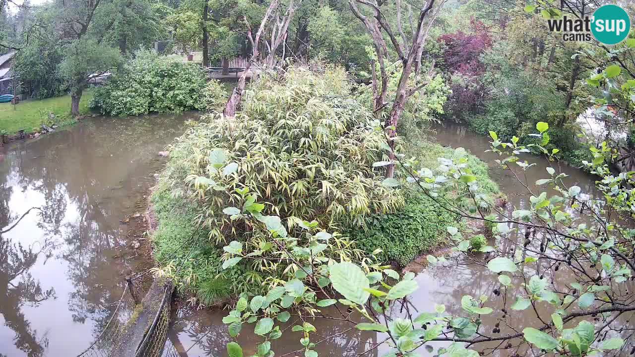 Zlatolični gibon živalski vrt Ljubljana