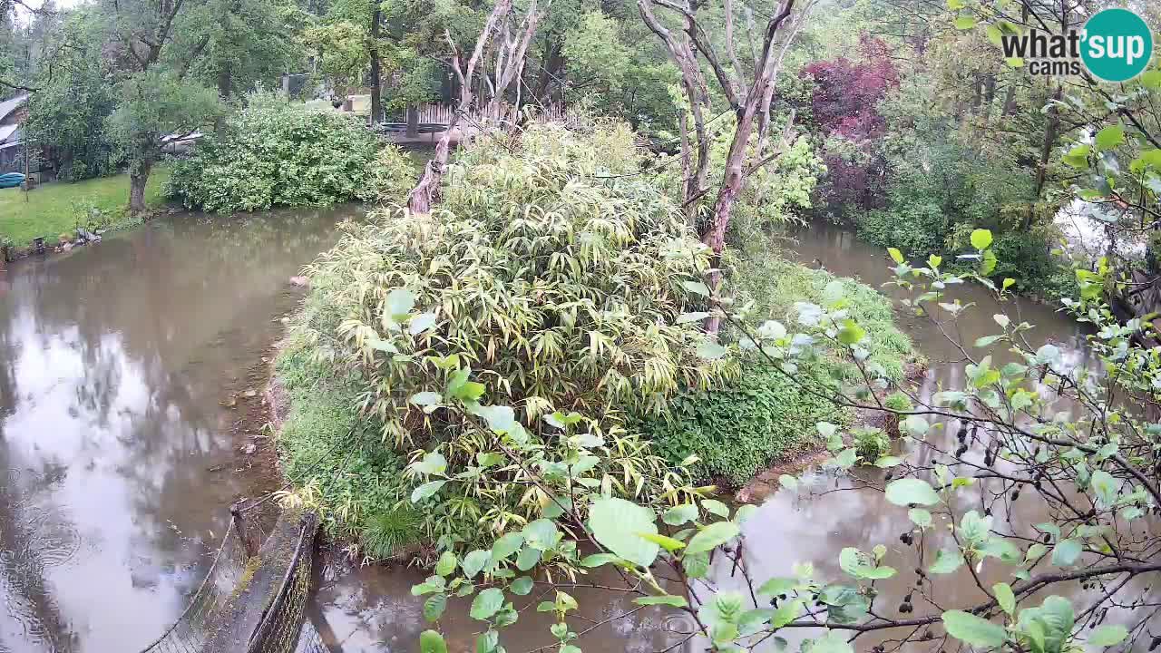 Yellow-cheeked gibbon Zoo Ljubljana livecam