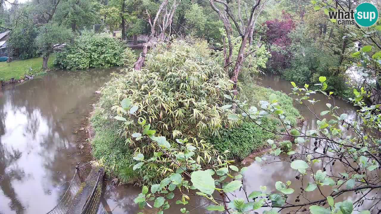 Yellow-cheeked gibbon Zoo Ljubljana livecam