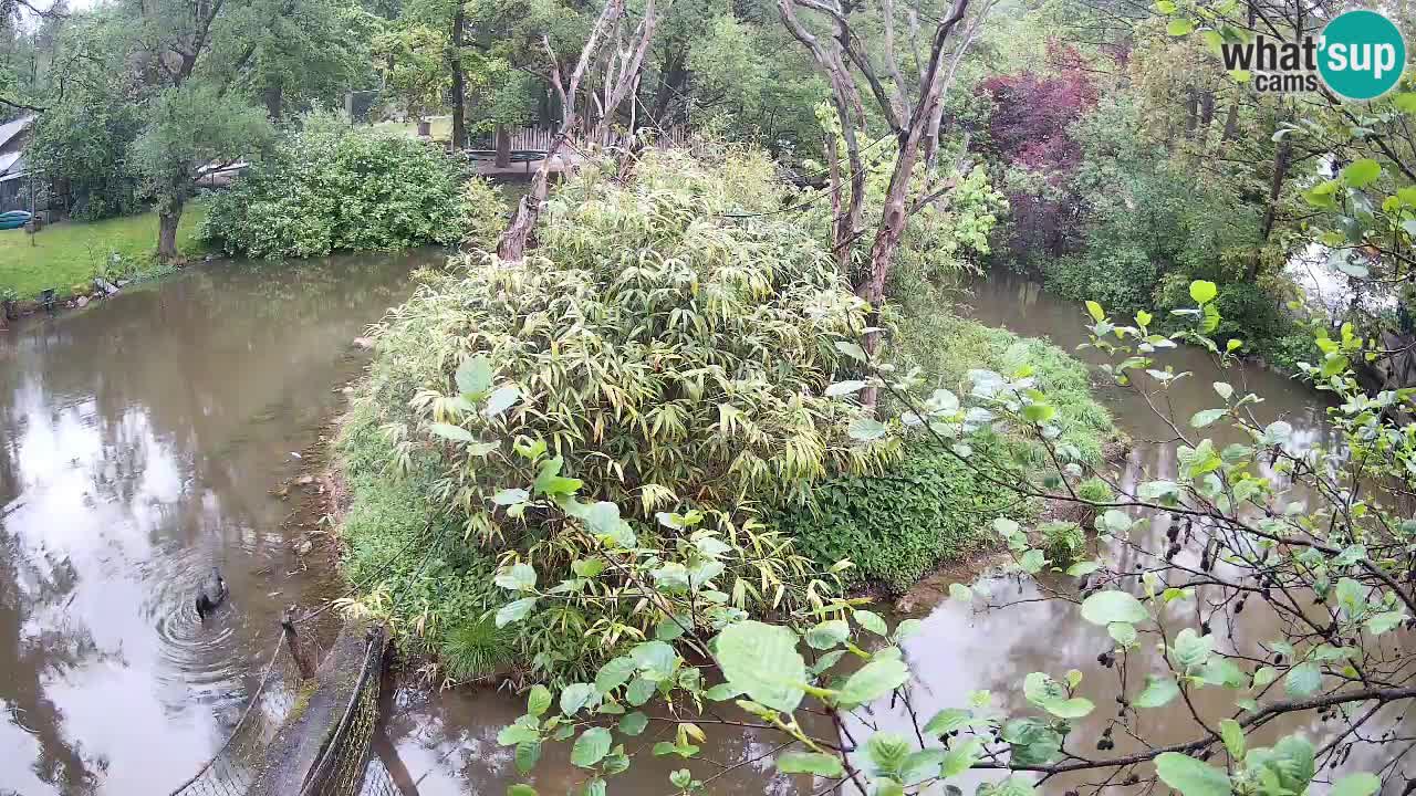 Yellow-cheeked gibbon Zoo Ljubljana livecam