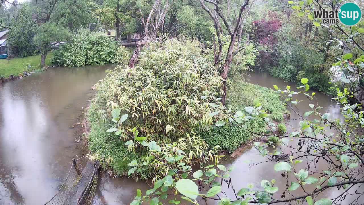 Gibón de mejillas beige Zoo Ljubljana