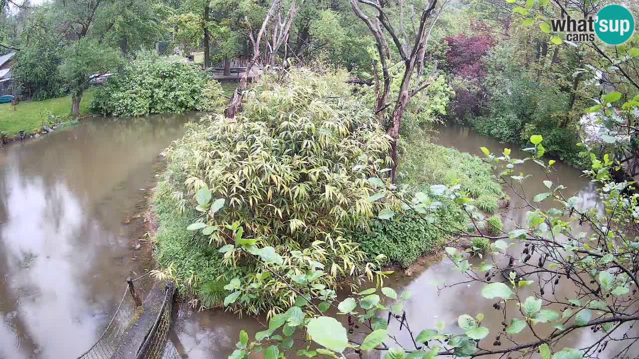 Gibón de mejillas beige Zoo Ljubljana