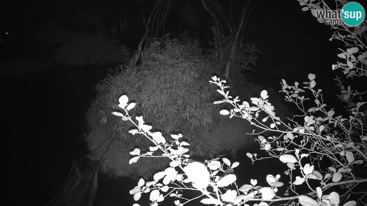 Yellow-cheeked gibbon Zoo Ljubljana livecam