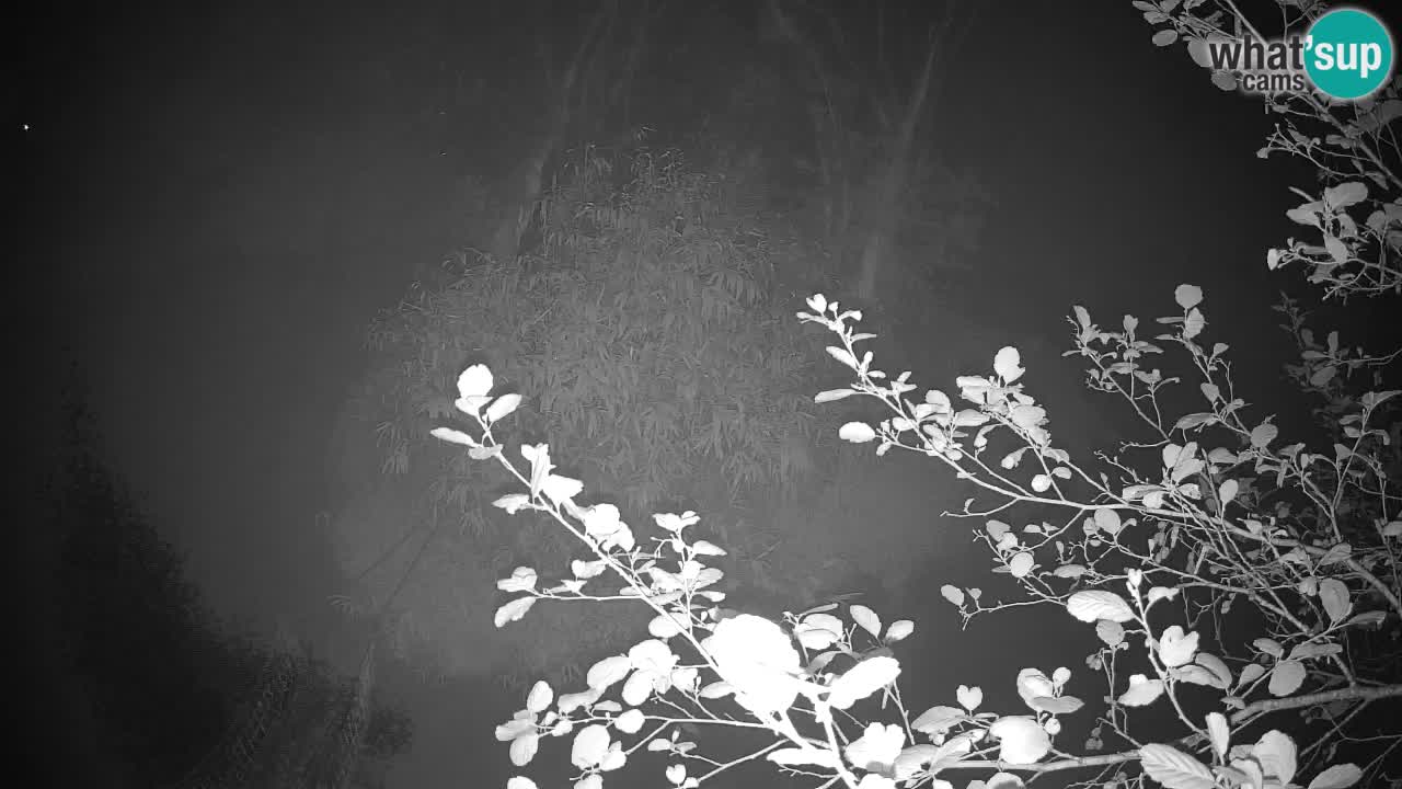 Yellow-cheeked gibbon Zoo Ljubljana livecam