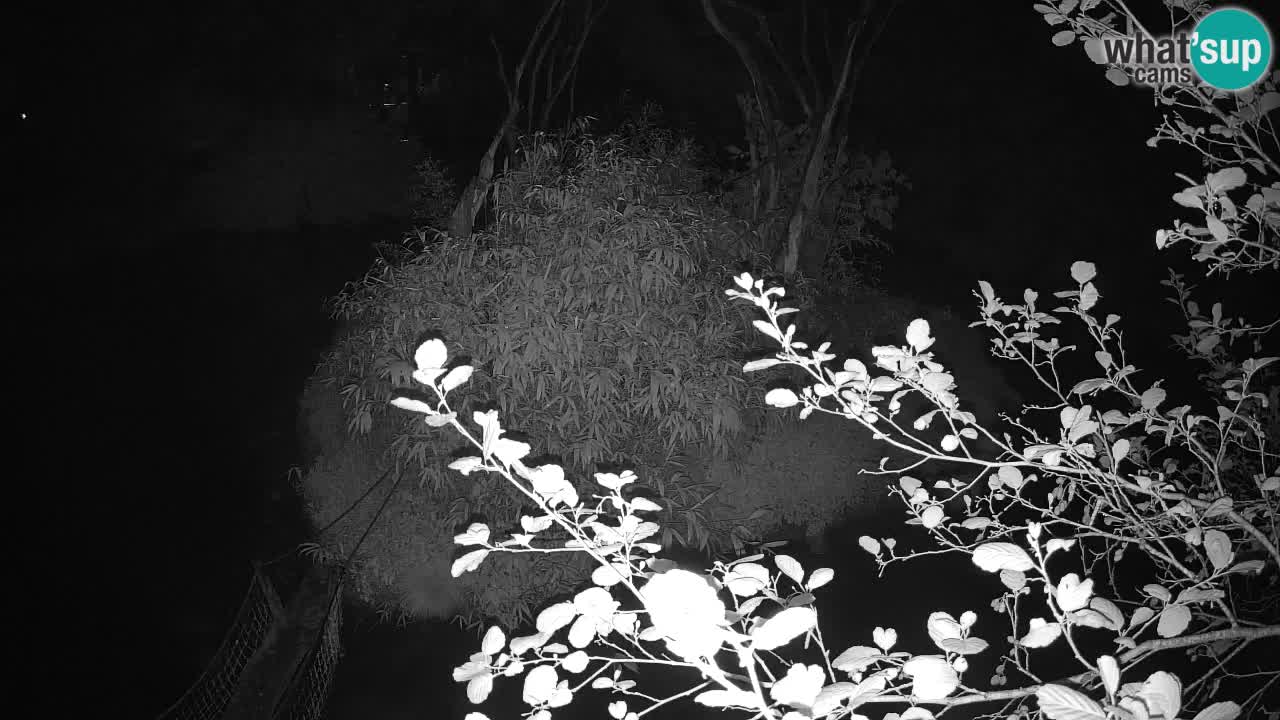 Yellow-cheeked gibbon Zoo Ljubljana livecam