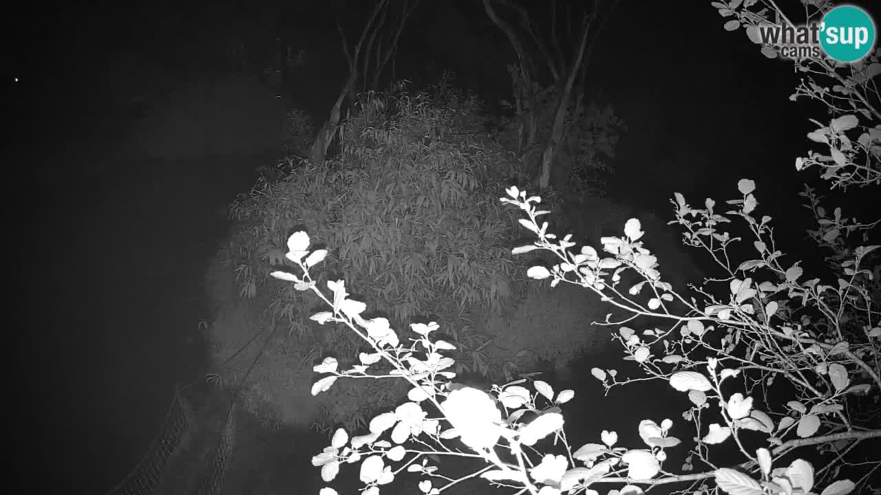 Zlatolični gibon živalski vrt Ljubljana