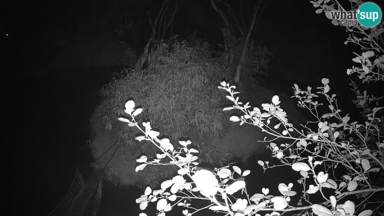 Yellow-cheeked gibbon Zoo Ljubljana livecam