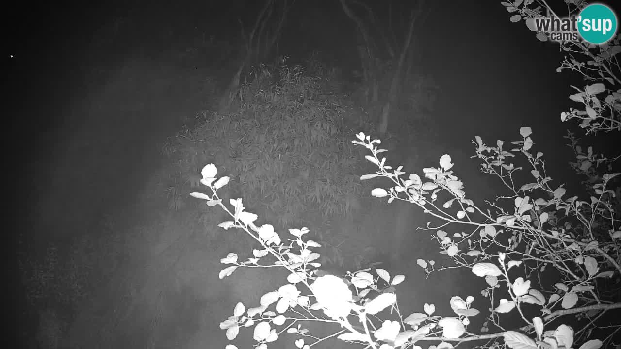 Zlatolični gibon živalski vrt Ljubljana