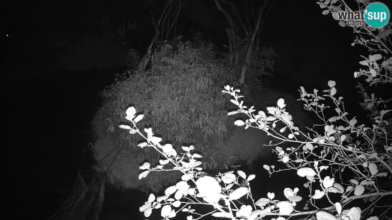 Gibbon à joues jaunes Zoo Ljubljana live cam