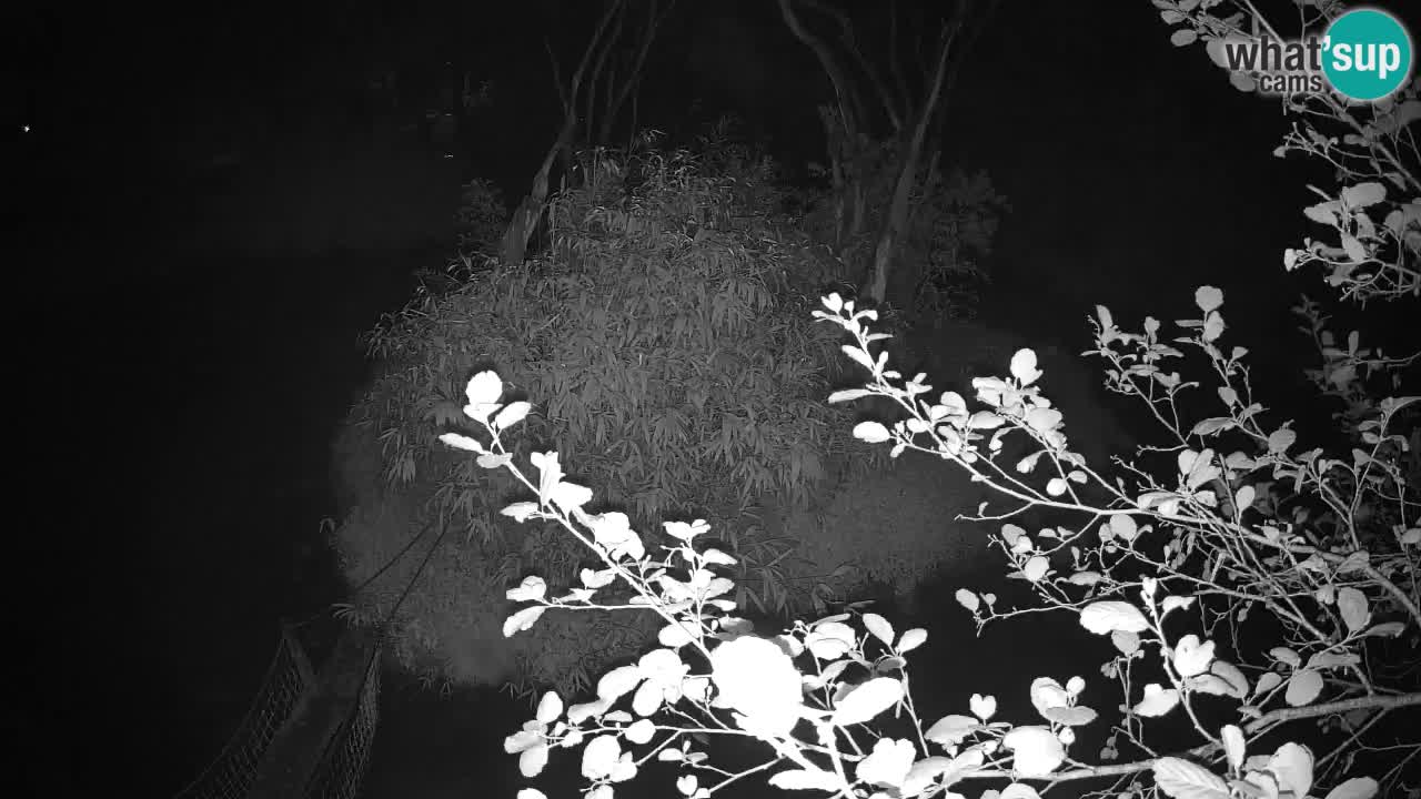 Gibon – Nomascus gabriellae – Zoo Ljubljana web kamera