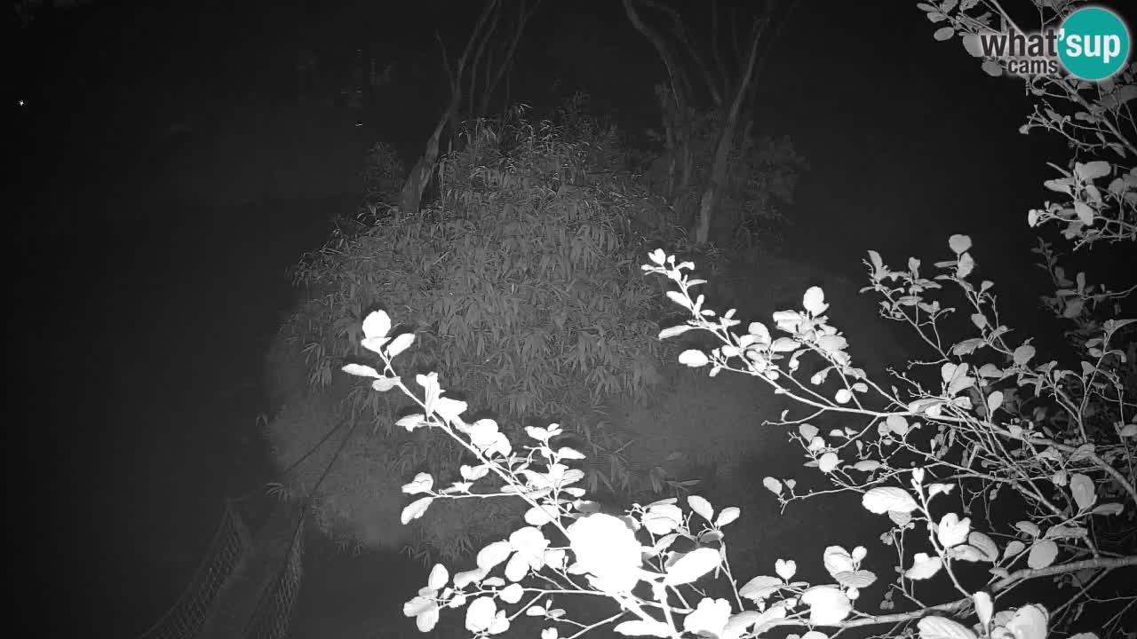 Zlatolični gibon živalski vrt Ljubljana