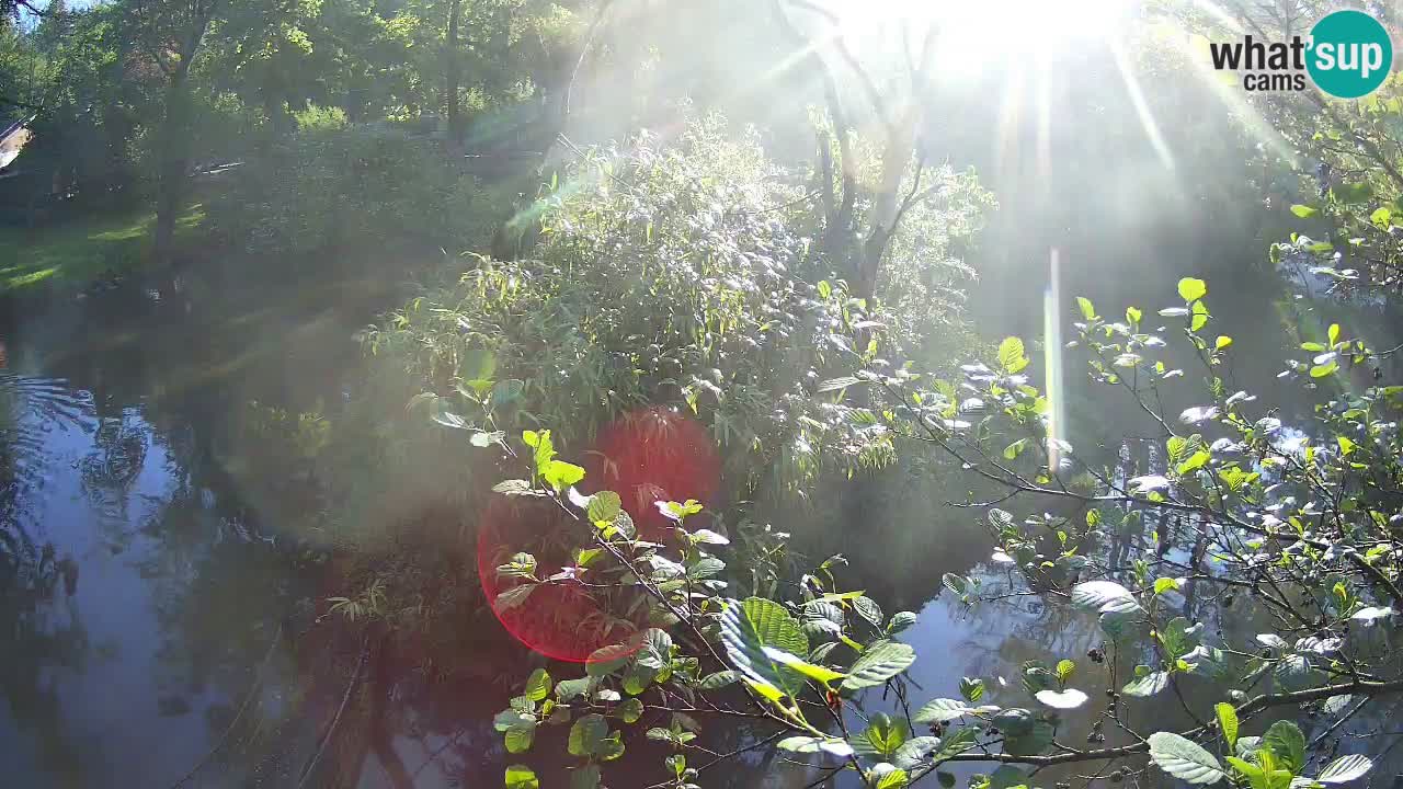 Gibbone dalle guance rosa nello ZOO di Ljubljana