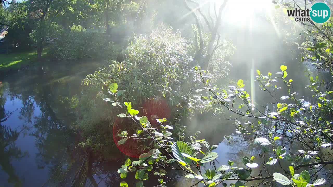 Gibbone dalle guance rosa nello ZOO di Ljubljana